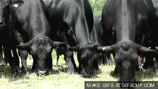 cows-eating-grass-o.gif?w=500